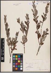 Salix aurita L. x Salix repens L.